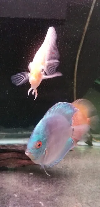 Tropical Island Aquarium Salt Water Fish Store Long Island Picture 8