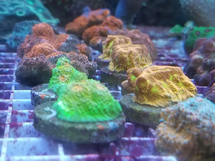 Tropical Island Aquarium Salt Water Fish Store Long Island Picture 5