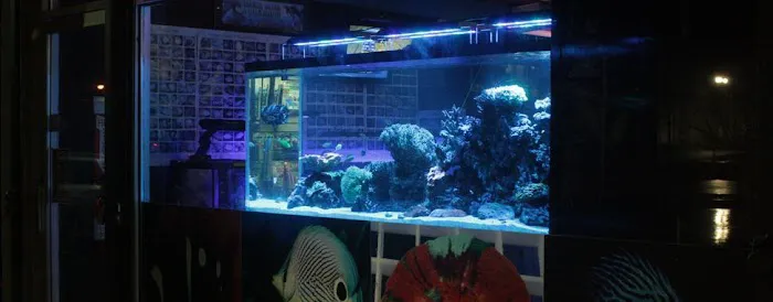 Tropical Island Aquarium Salt Water Fish Store Long Island Picture 10
