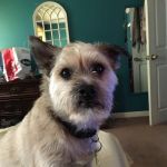 Jane Latta Veterinarian