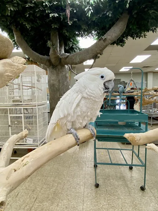 Parrots & Company Picture 1