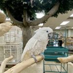 Parrots & Company