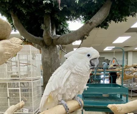 Parrots & Company