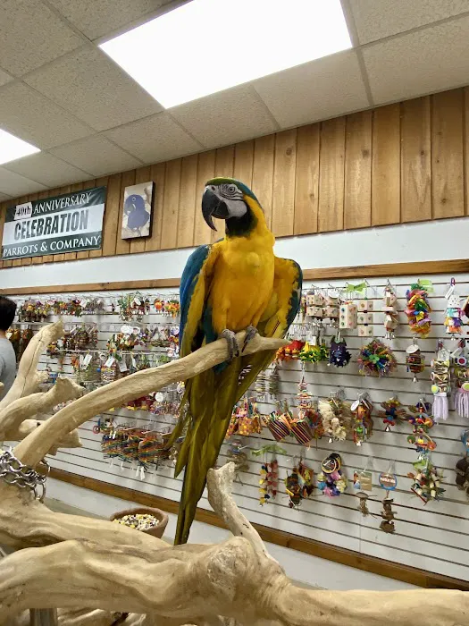 Parrots & Company Picture 2