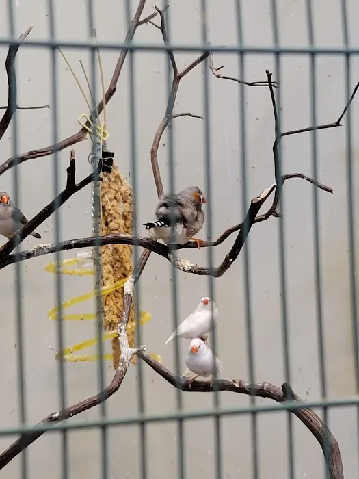 Parrots & Company Picture 7