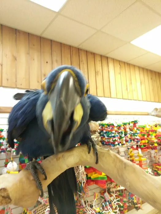 Parrots & Company Picture 6
