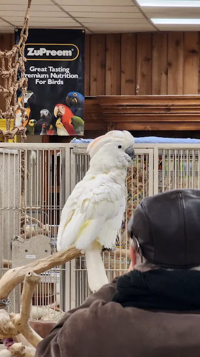 Parrots & Company Picture 9
