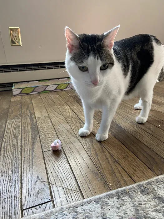 Chester County Cat Hospital Picture 2