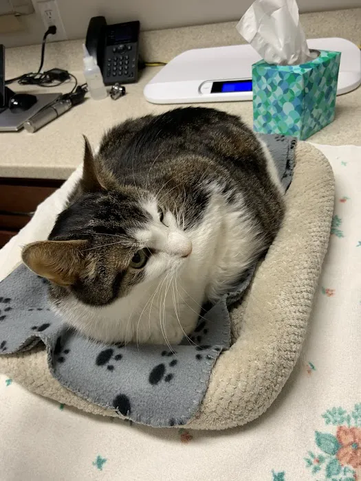 Chester County Cat Hospital Picture 4