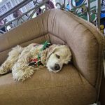 BluePearl Veterinary Cyberknife Cancer Center