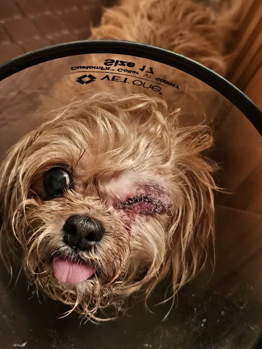 BluePearl Veterinary Cyberknife Cancer Center Picture 8