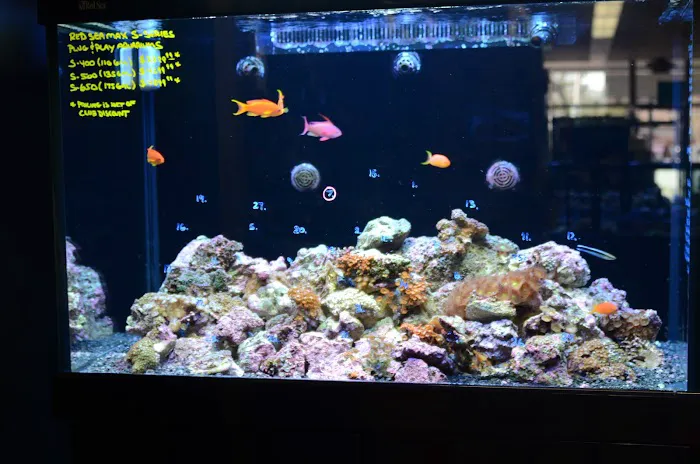 Life Aquatic Picture 3