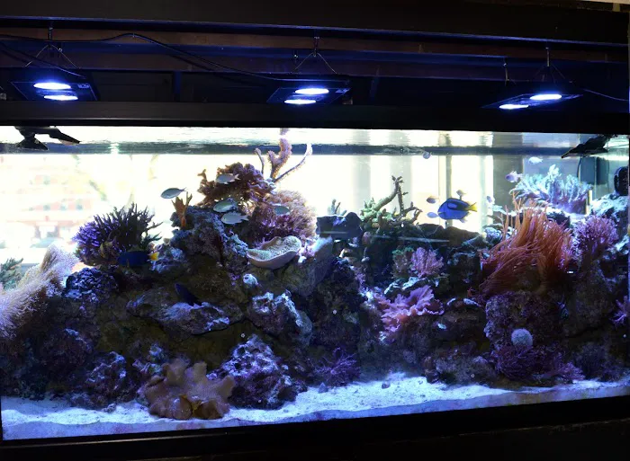 Life Aquatic Picture 6