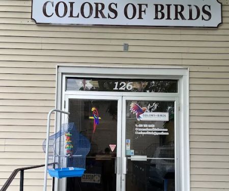 Colors Of Birds