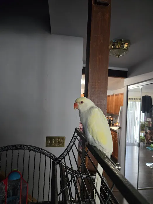 Colors Of Birds Picture 6