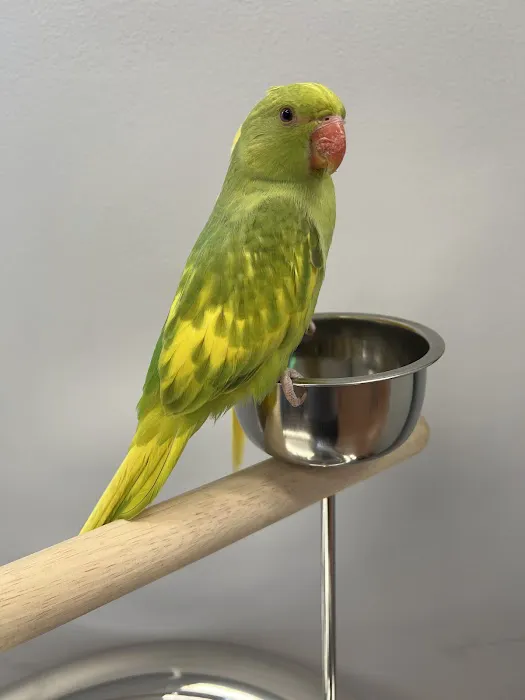 Colors Of Birds Picture 9