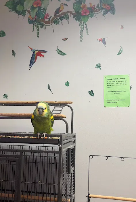 Colors Of Birds Picture 8