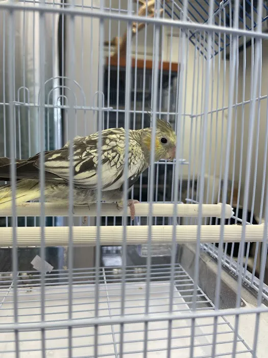 Colors Of Birds Picture 7