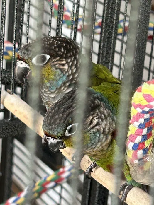Colors Of Birds Picture 10
