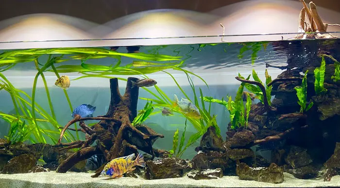 Fluid Dynamics Aquarium Services and Store Picture 3