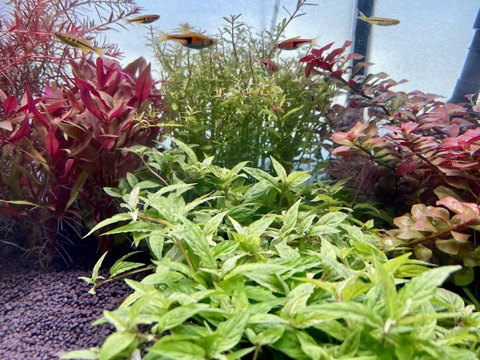 Fluid Dynamics Aquarium Services and Store Picture 5