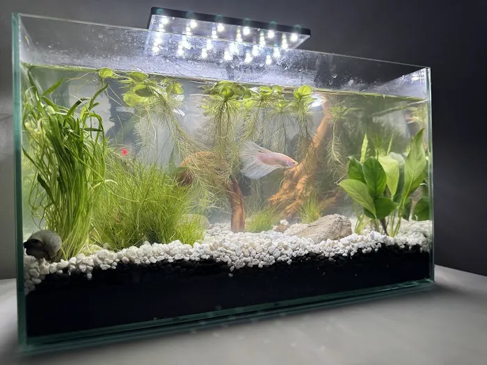 Fluid Dynamics Aquarium Services and Store Picture 9