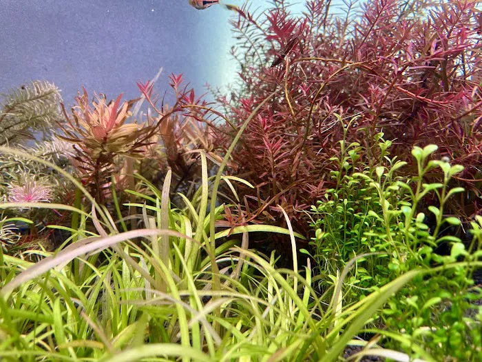 Fluid Dynamics Aquarium Services and Store Picture 7