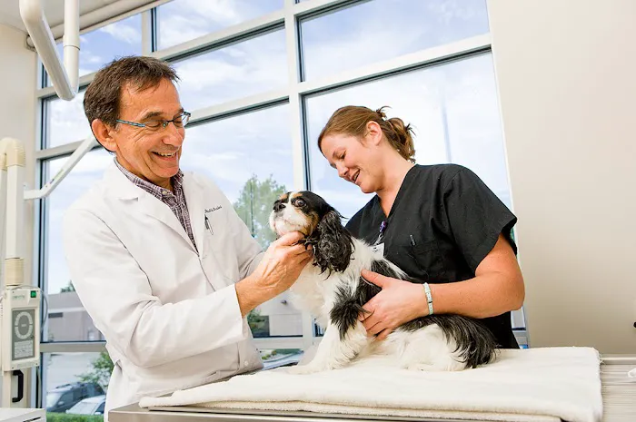 BluePearl Pet Hospital Picture 2