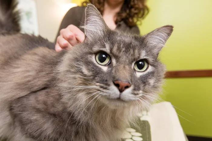 BluePearl Pet Hospital Picture 1