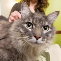 BluePearl Pet Hospital ico