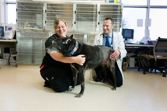 BluePearl Pet Hospital Picture 6