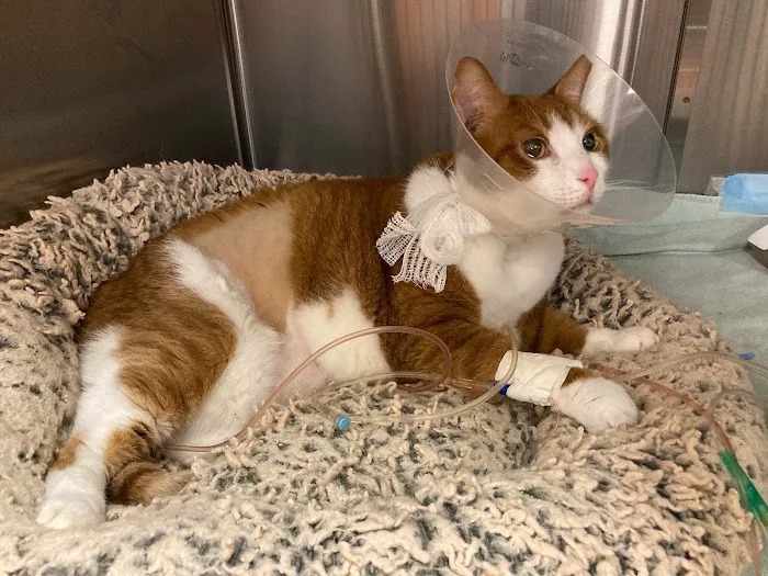 BluePearl Pet Hospital Picture 7