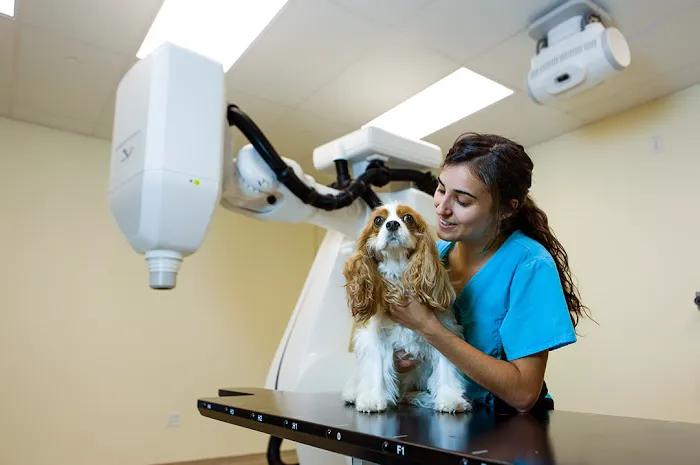 BluePearl Pet Hospital Picture 9