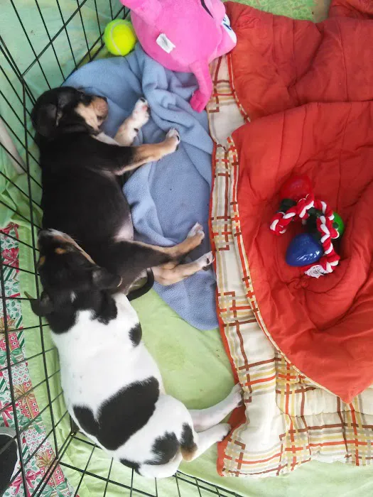 Petco Picture 2