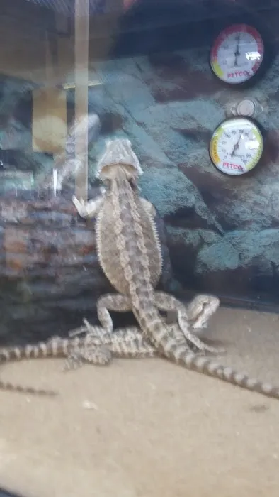 Petco Picture 9