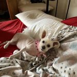 Pets in Paradise 2