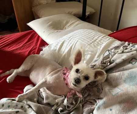 Pets in Paradise 2