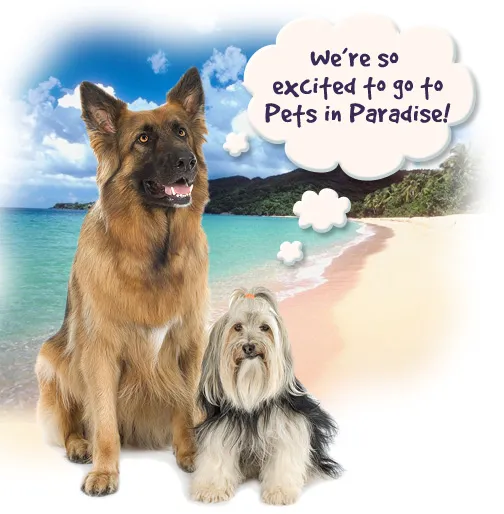 Pets in Paradise 2 Picture 5