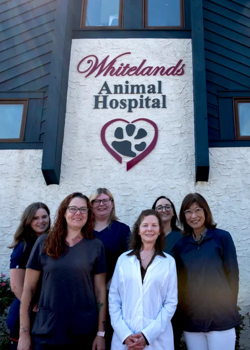 Whitelands Animal Hospital Picture 9