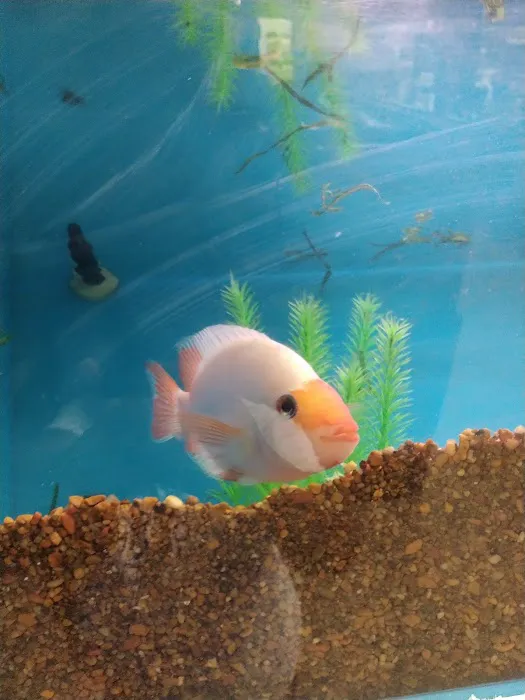 Pets Plus - Lawrenceville Picture 10