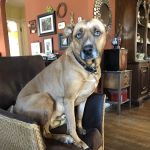 Moontide Veterinary Services