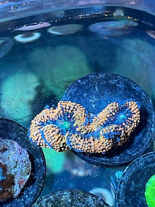 NJ House Of Coral Picture 1