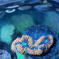 NJ House Of Coral ico
