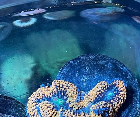 NJ House Of Coral