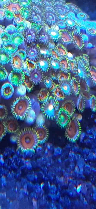 NJ House Of Coral Picture 2