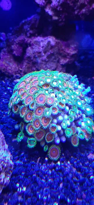 NJ House Of Coral Picture 6