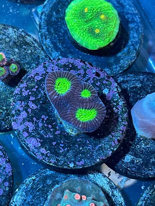 NJ House Of Coral Picture 5
