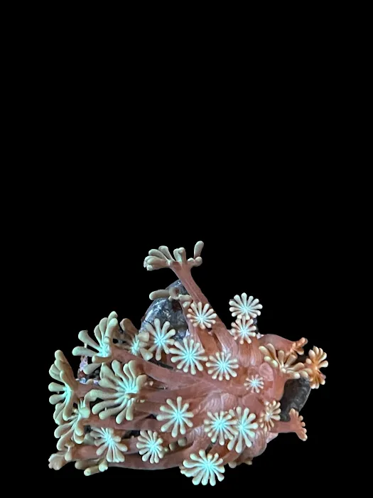 NJ House Of Coral Picture 8