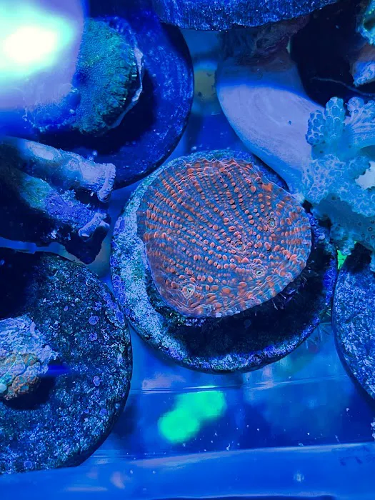 NJ House Of Coral Picture 9