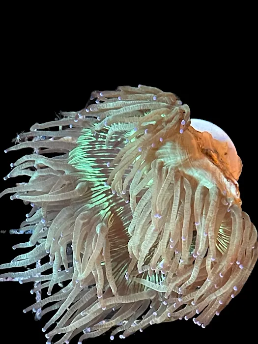 NJ House Of Coral Picture 10
